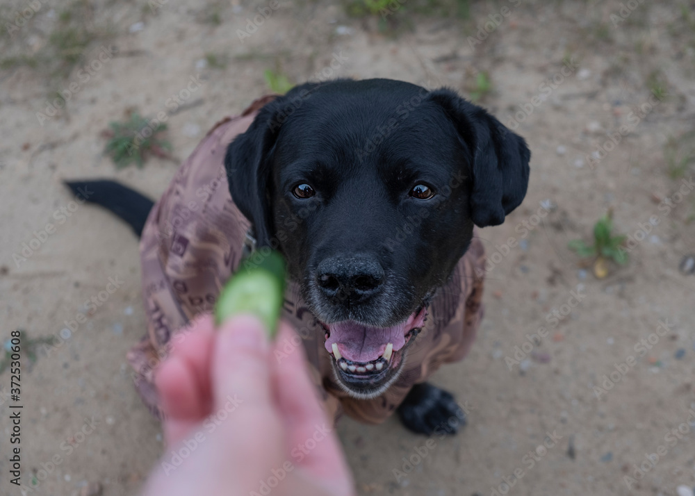 An elderly dog in overalls begs for a favorite treat - a cucumber