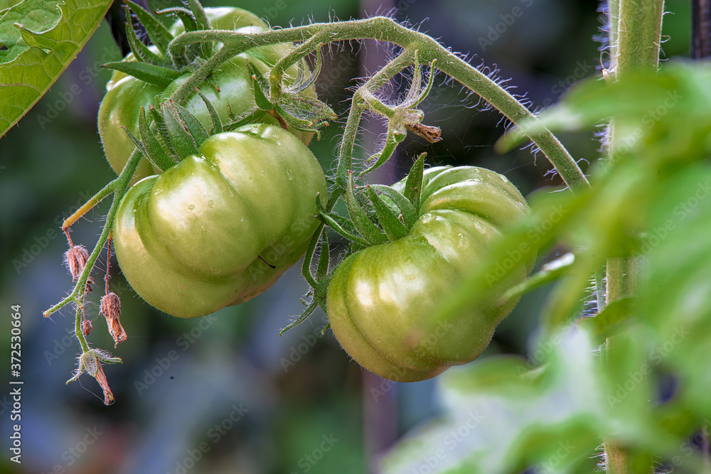 grüne Tomaten Stock Photo | Adobe Stock