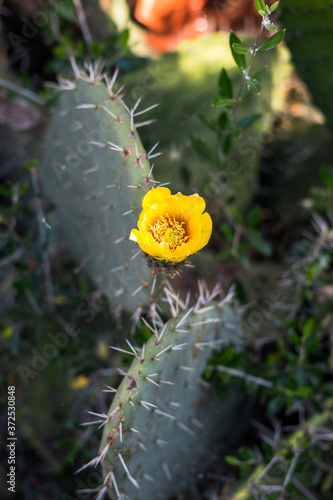 Yellow flower of prickly pear © Maria