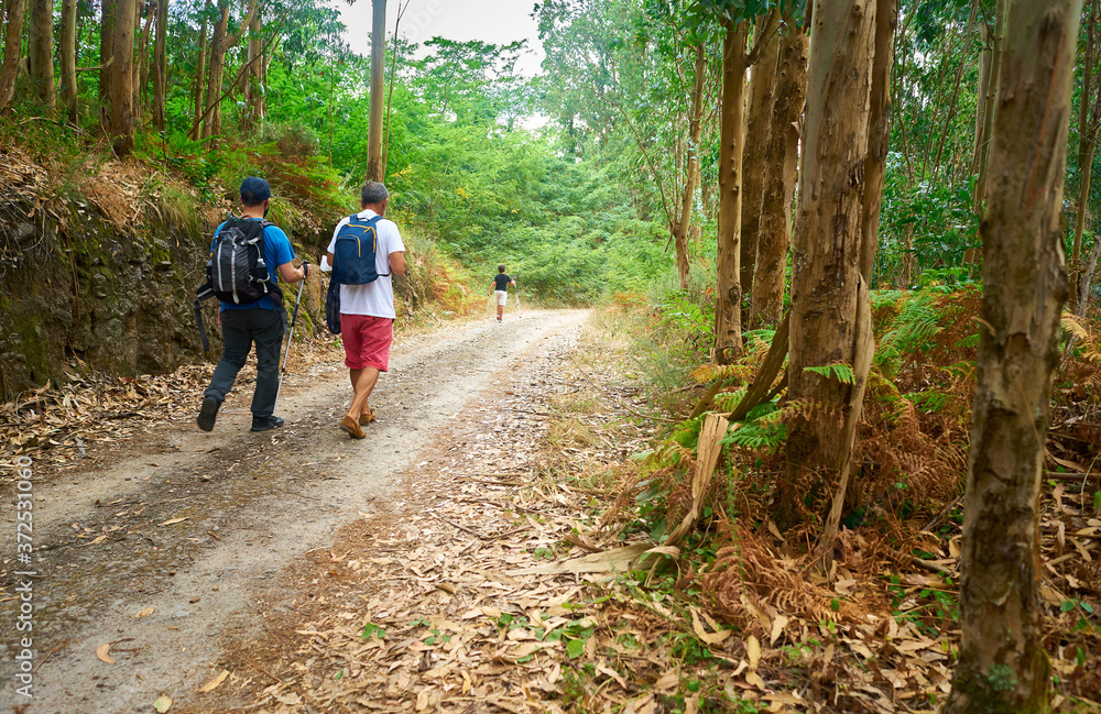 Family walking with backpacks and walking sticks along a path in the field full of trees Family walking with backpacks and walking sticks along a path in the field full of trees