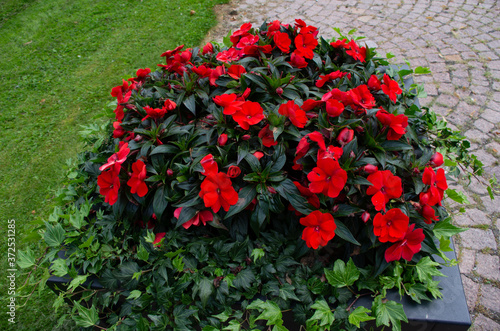 red flowers in a park