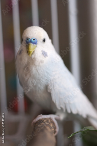 Light blue male budgie parakeet on perch