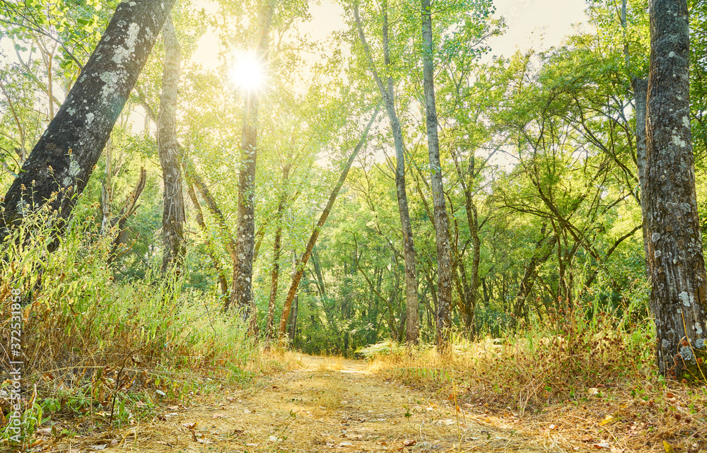 Obraz premium Summer landscape of trees with the sun's rays on their branches