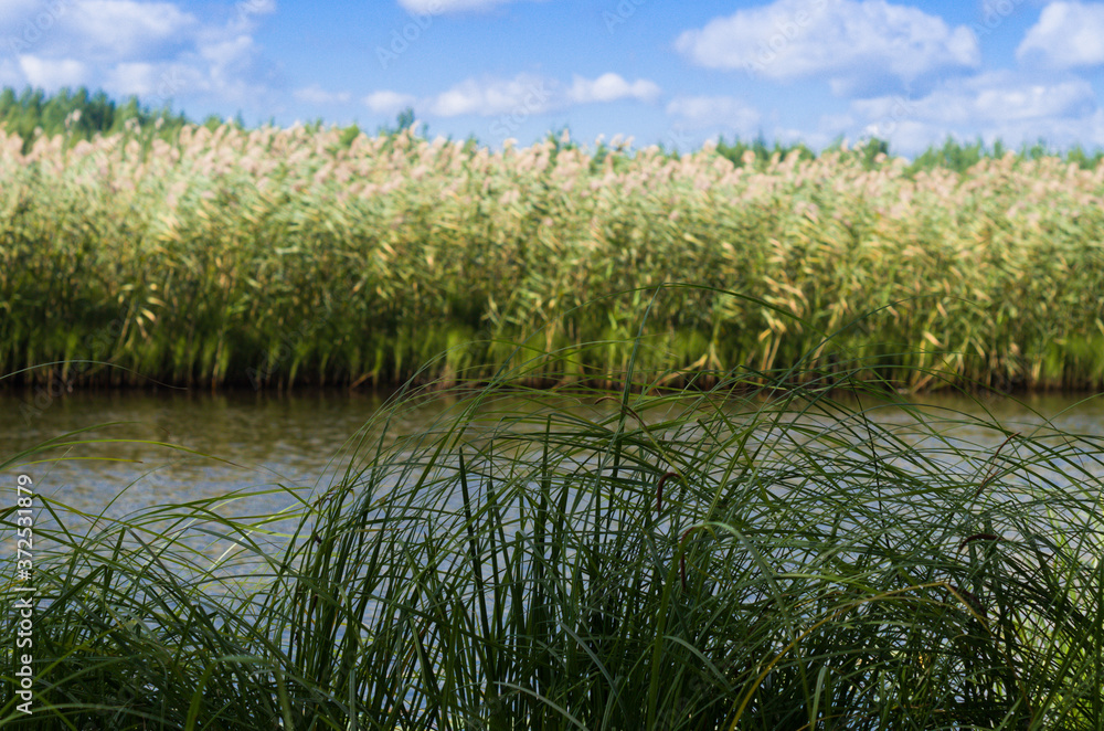 Fototapeta premium Landscape with reeds and a lake on a Sunny day