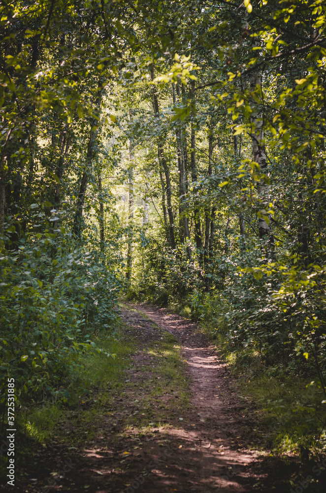 Beautiful green summer forest. Spring background, backdrop. Beautiful green summer forest. Spring background, backdrop.