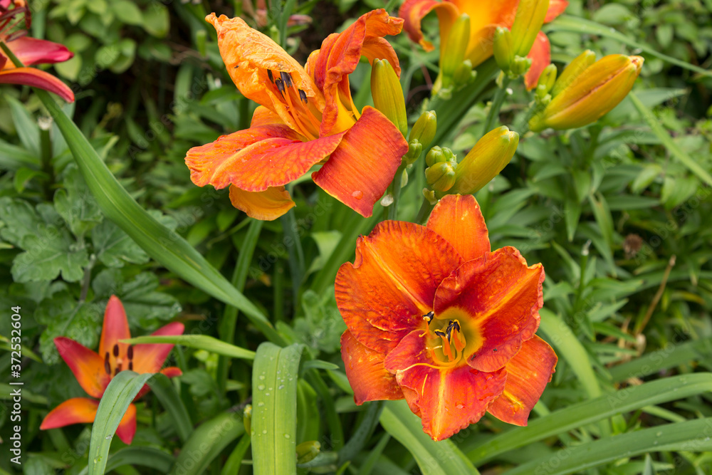 Bright orange lily daylilies bloom in the home garden.