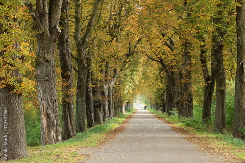 Allee mit Laubbäumen im Herbst