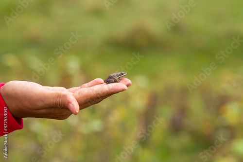 The girl holds in her palm a small earthen toad against the background of a green field © Kate