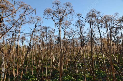 Thickets Of Hogweed