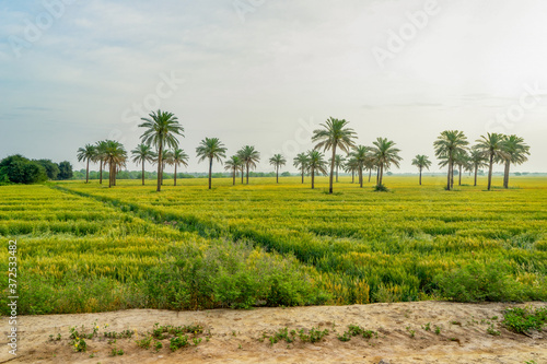 Typical landscape near Andimeshk in Iran. Palm trees standing in green fields.