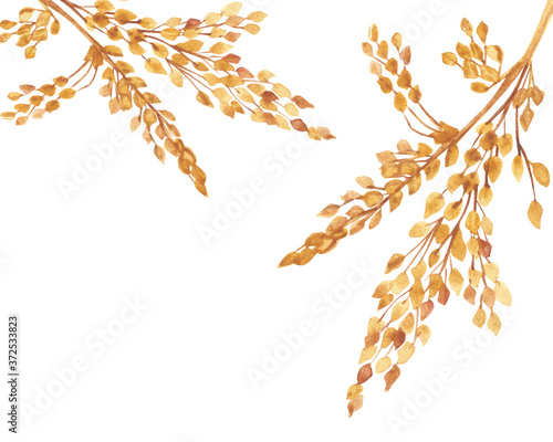 Watercolor hand painted nature fields cereals frame composition with yellow brown grain on branches bouquet on the white background for invite and greeting card with the space for text