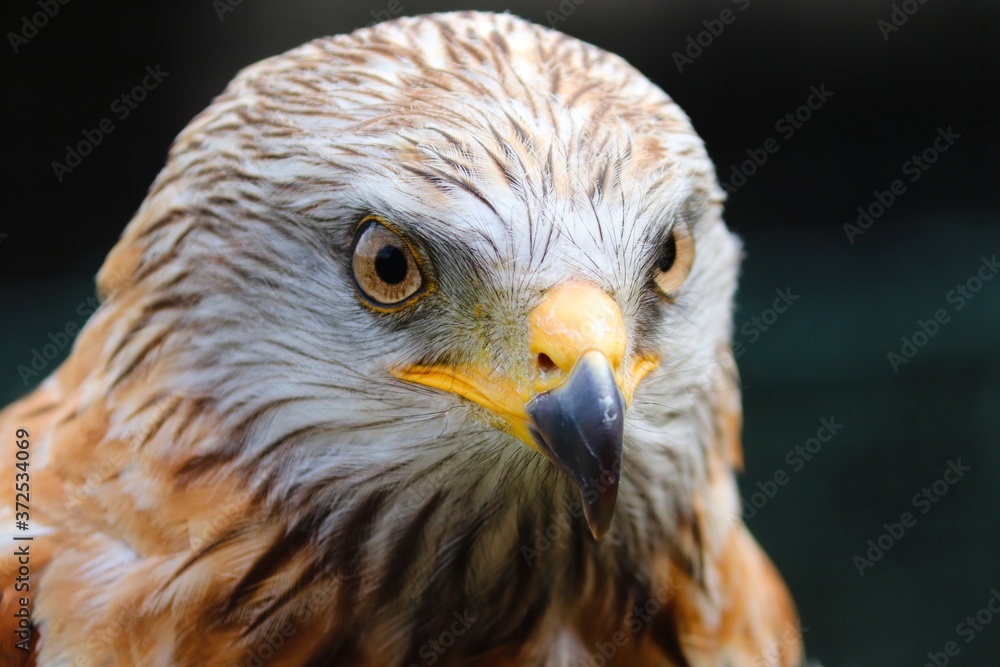 Nahaufnahme eines Falken mit Augen und Schnabel Nahaufnahme eines Falken mit Augen und Schnabel