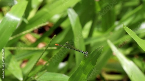 Agriocnemis pygmaea (Pygmy wisp) damselfly (Male) resting  photo