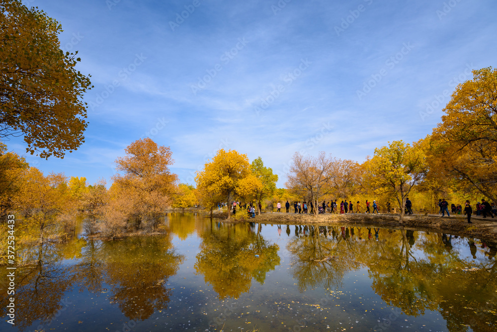 Beautiful golden trees at Jinta Desert Populus Euphratica Huyang forest, Jiuquan, China