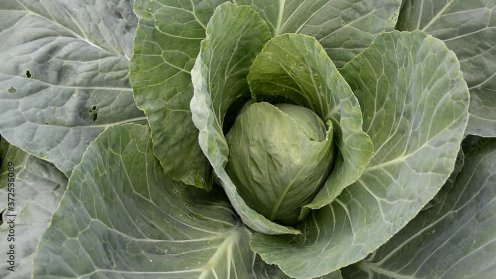 Cabbage head close-up with large leaves. Maturation of vegetables in the garden. Cabbage head close-up with large leaves. Maturation of vegetables in the garden.