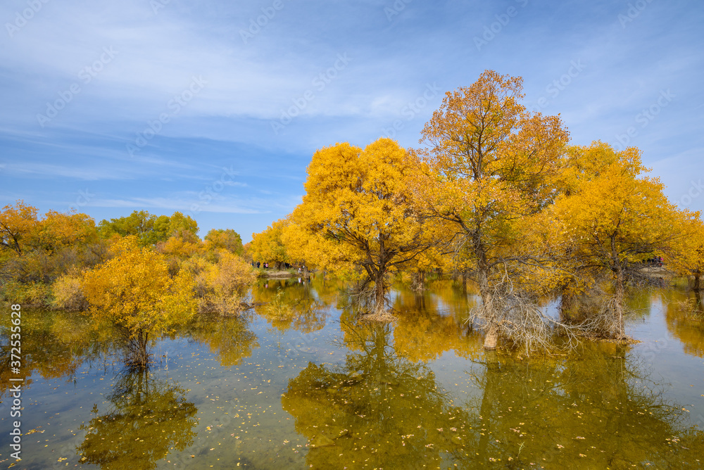 Fototapeta premium Beautiful golden trees at Jinta Desert Populus Euphratica Huyang forest, Jiuquan, China