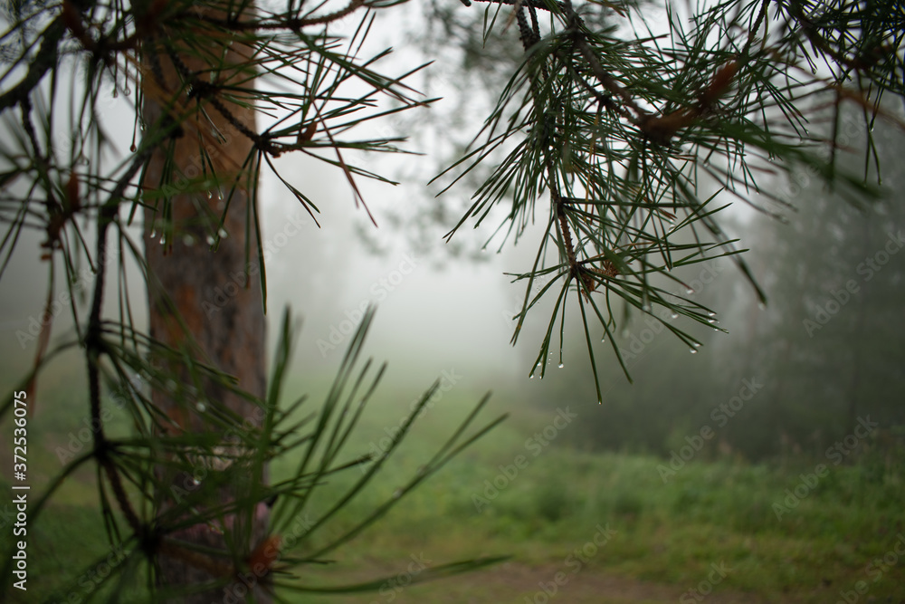Fog in the forest. Morning in the park Fog in the forest. Morning in the park