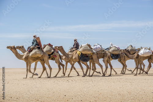 A camel caravan of Toubou nomads, the Sahara desert of Chad