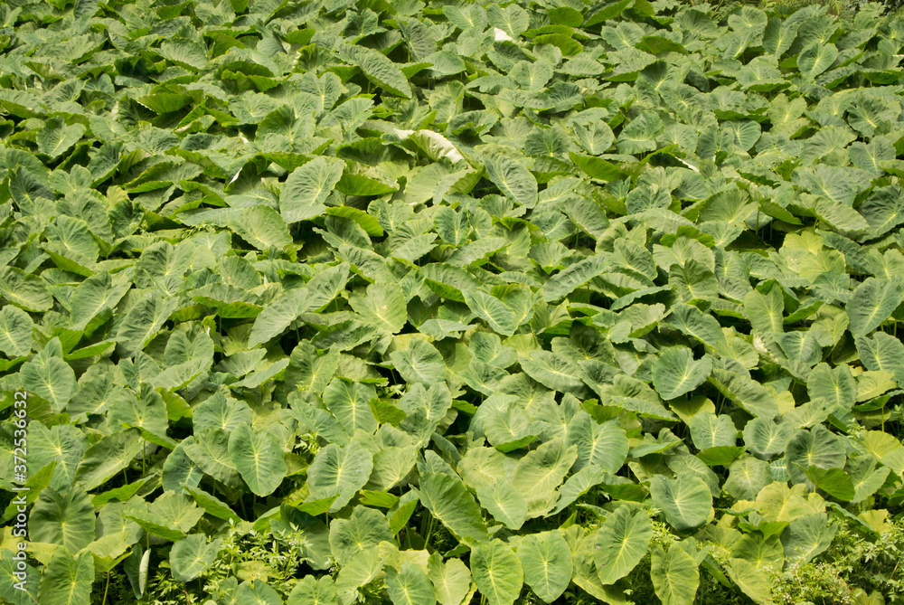 Thickets of marsh plants. Close-up of wrinkled leaves of Bog Arum or Calla Palustris. Thickets of marsh plants. Close-up of wrinkled leaves of Bog Arum or Calla Palustris.