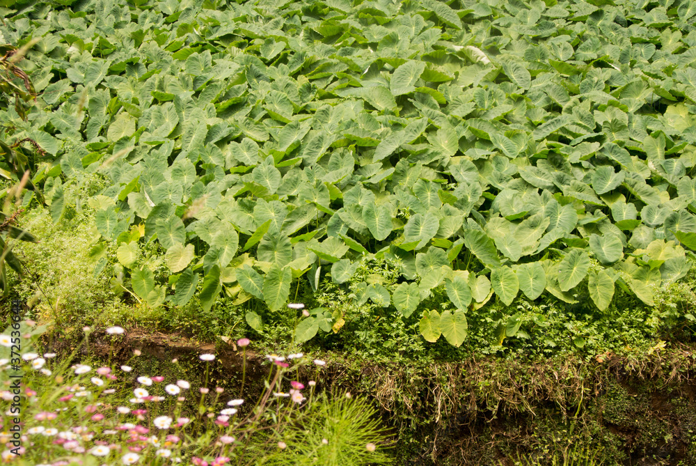 River bank with thickets of marsh plants. Close-up of wrinkled leaves of Bog Arum or Calla Palustris. View of the opposite bank of the river River bank with thickets of marsh plants. Close-up of wrinkled leaves of Bog Arum or Calla Palustris. View of the opposite bank of the river