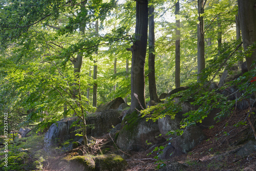 Beech forest in Jizera Mountains, Czech Republic. Ancient and Primeval Beech Forests. UNESCO World Heritage woods of the Carpathians and Other Regions of Europe. Beech trees in summer. 