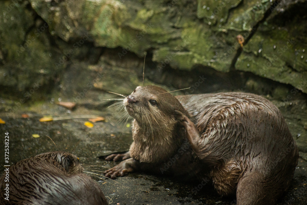 Small clawed playing in the water Small clawed playing in the water