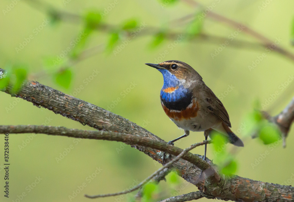 Fototapeta premium Bluethroat (Luscinia svecica) on the branch