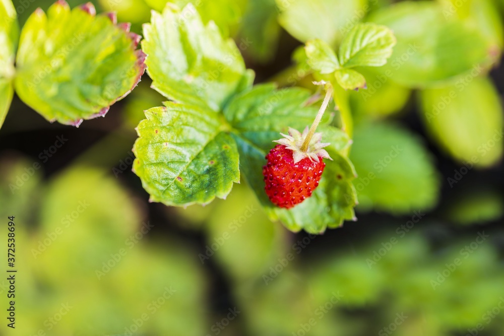 Close up view of wild strawberry bush isolated. Red berries and green leaves. Beautiful nature background. Close up view of wild strawberry bush isolated. Red berries and green leaves. Beautiful nature background.
