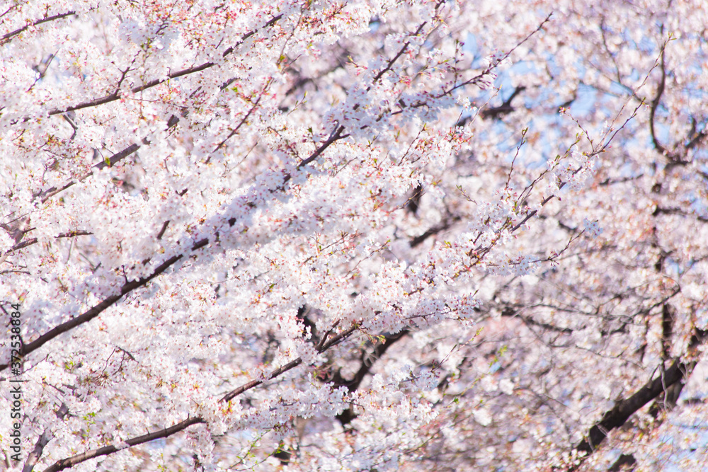 桜 桜