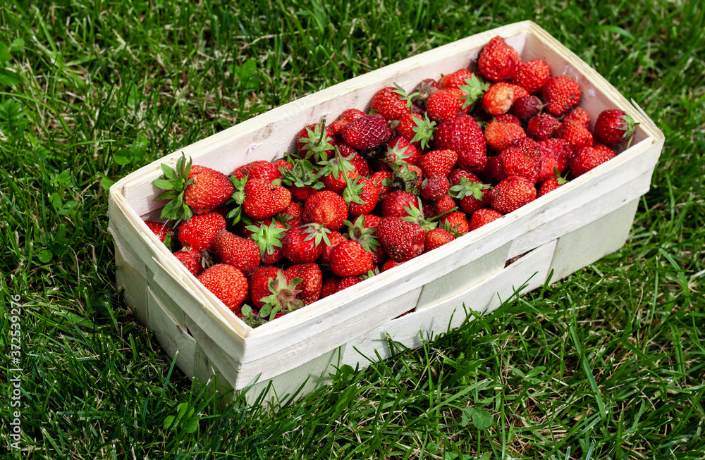 Wooden basket with red strawberries on background of green grass closeup. Juicy, fresh berries, picked in garden, lie in box on lawn. Colorful photo taken on sunny day in country. Side view Wooden basket with red strawberries on background of green grass closeup. Juicy, fresh berries, picked in garden, lie in box on lawn. Colorful photo taken on sunny day in country. Side view