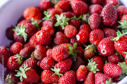 Bucket with harvested red strawberries with blurred background. Photo of juicy strawberries close-up. Large fresh berries from the vegetable garden  useful for a healthy diet