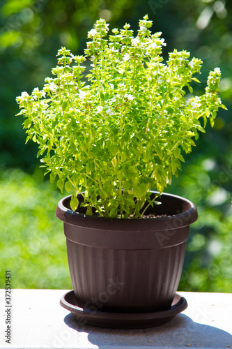 Obraz na płótnie Greek basil 