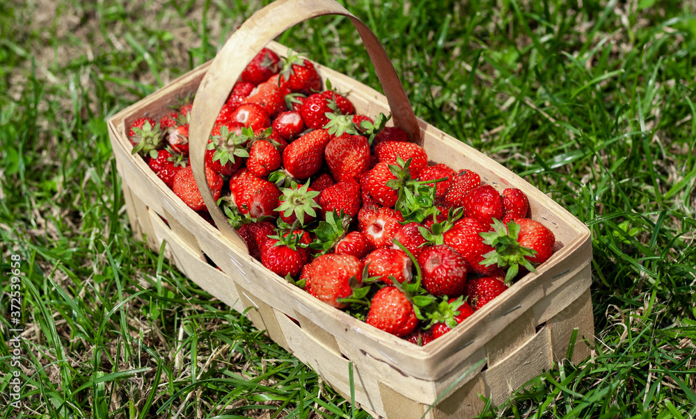 Wooden basket with handle, with red strawberries on background of green grass closeup. Juicy, fresh berries, picked in garden, lie in box on lawn. Colorful photo taken on sunny day in country Wooden basket with handle, with red strawberries on background of green grass closeup. Juicy, fresh berries, picked in garden, lie in box on lawn. Colorful photo taken on sunny day in country