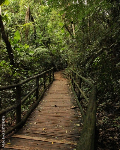 Atlantic Forest Trail