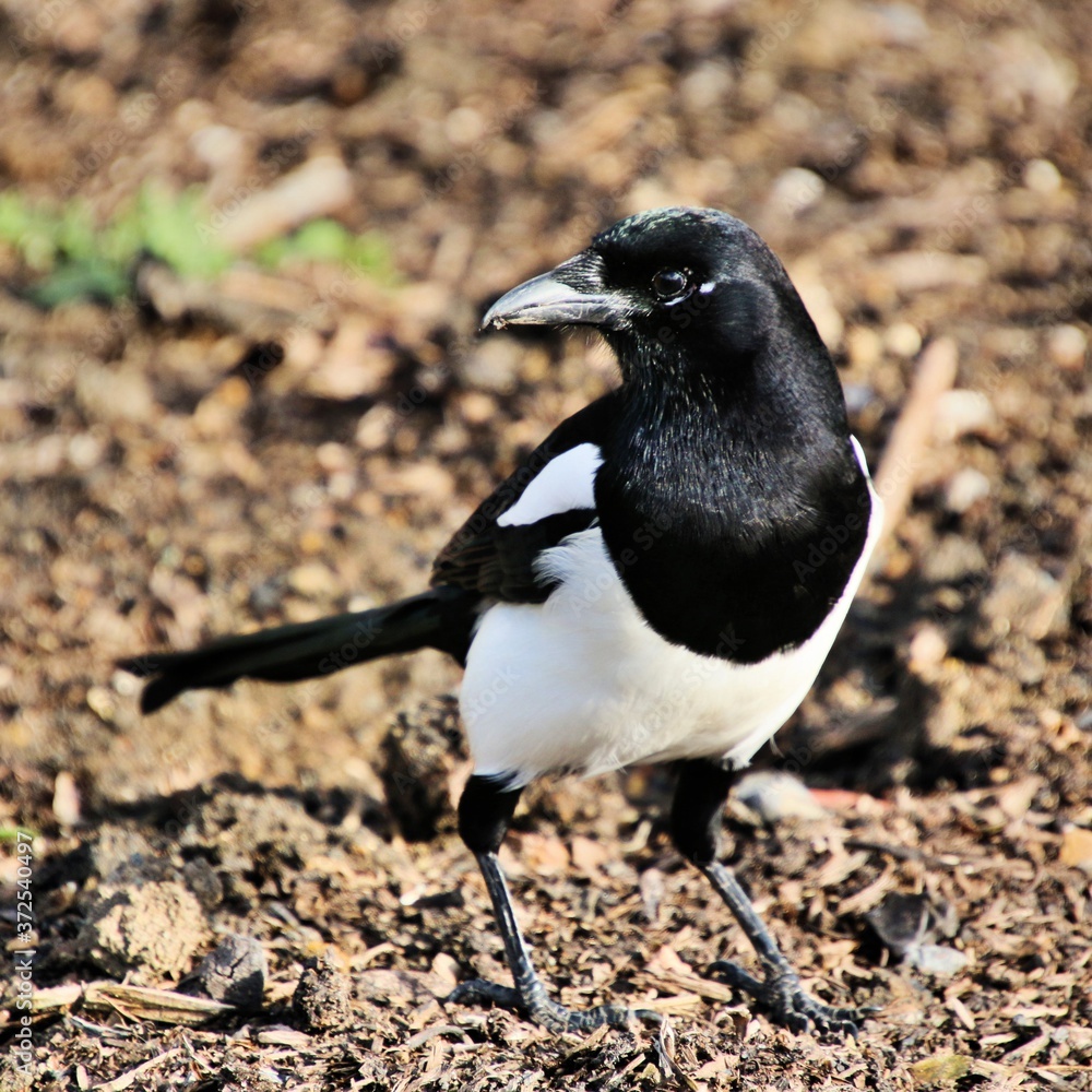 Fototapeta premium A close up of a Magpie
