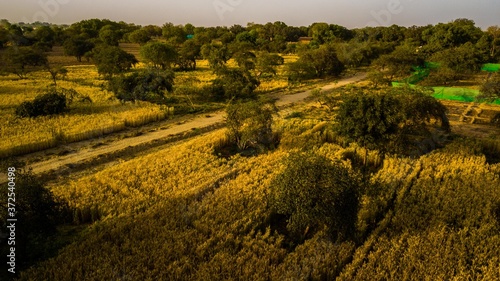 Aerial shot of an agroforestry farm  photo