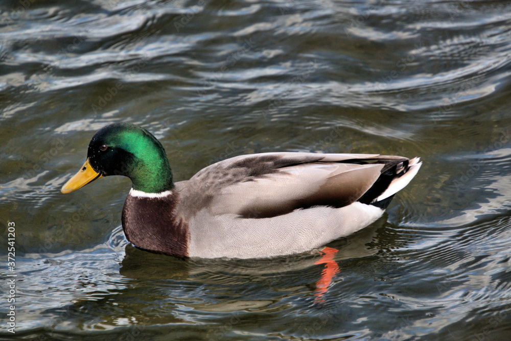 Obraz premium A view of a Mallard Duck
