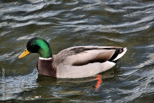 A view of a Mallard Duck