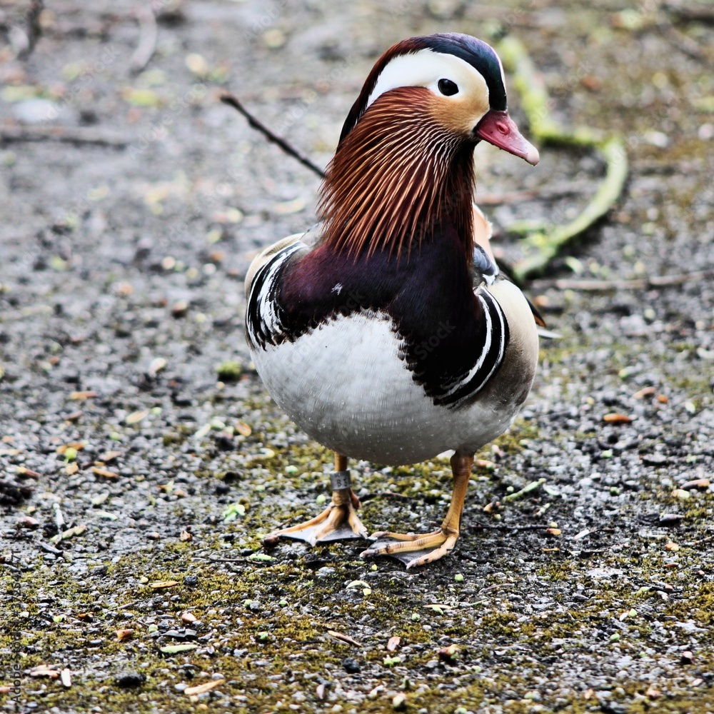 A view of a Mandarin Duck A view of a Mandarin Duck