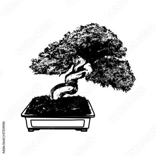Bonsai Tree.Drawing Black Silhouette.Vector illustration
