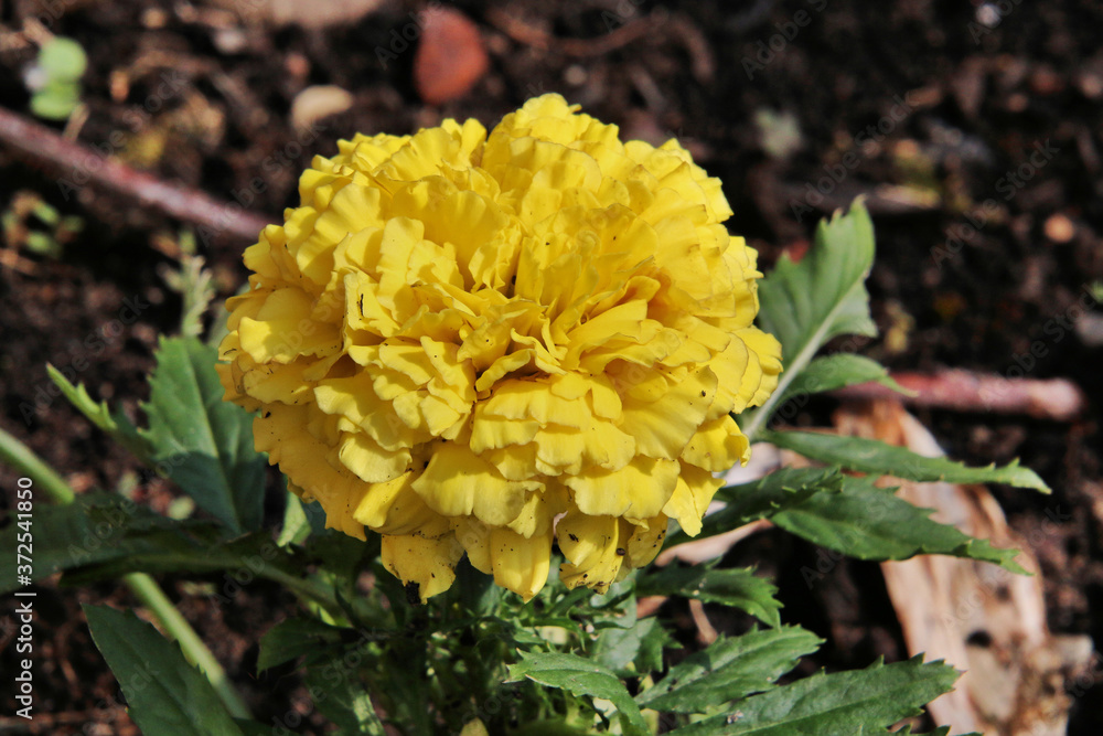 A view of a Marigold A view of a Marigold