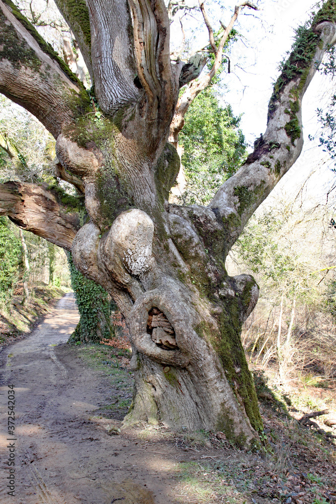A gnarly old tree grows by the footpath at the Lost Gardens of Heligan in Cornwall