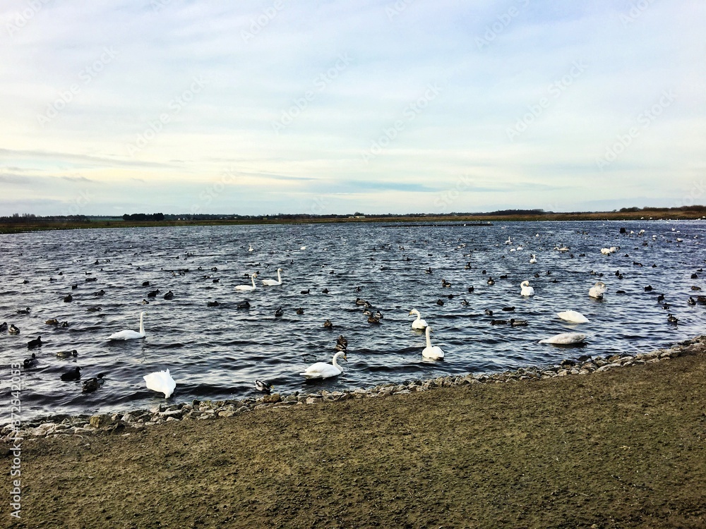 A view of Martin Mere Nature Reserve