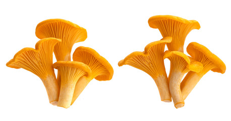 Fresh chanterelle mushrooms isolated on white background