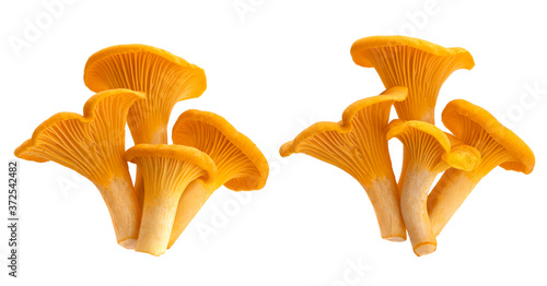 Fototapeta Fresh chanterelle mushrooms isolated on white background