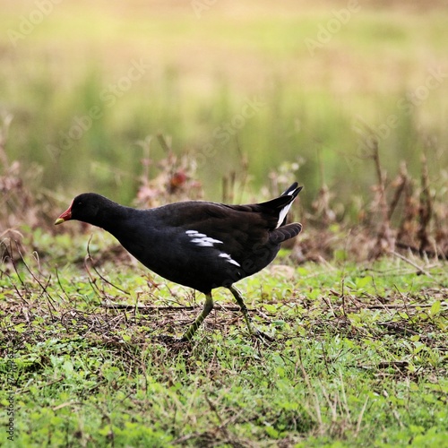 A view of a Moorhen