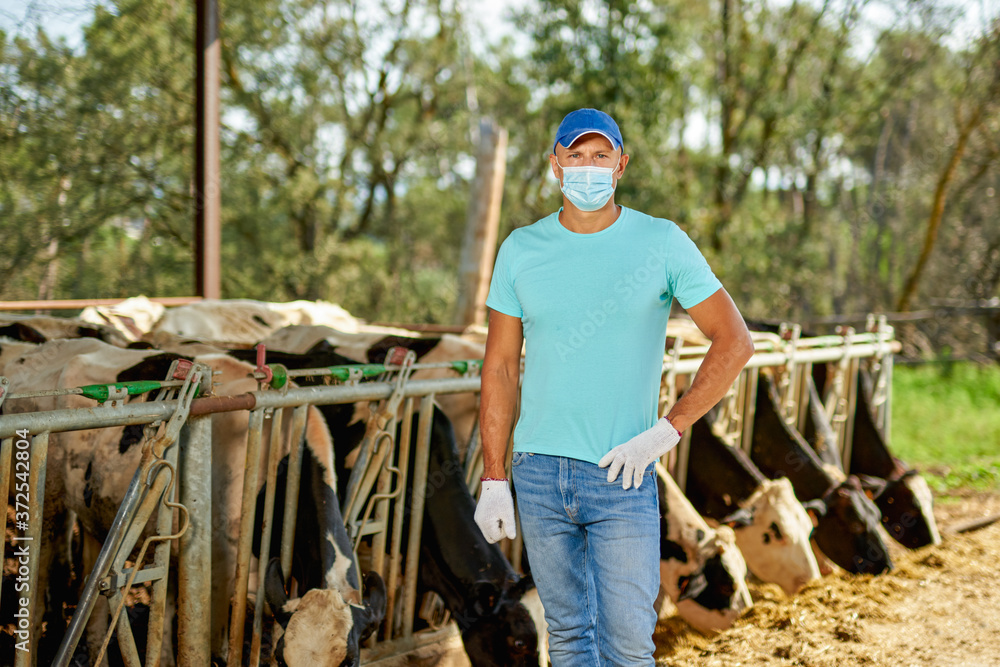 Male farmer wearing an antivirus mask has problems at farm with dairy cows Male farmer wearing an antivirus mask has problems at farm with dairy cows