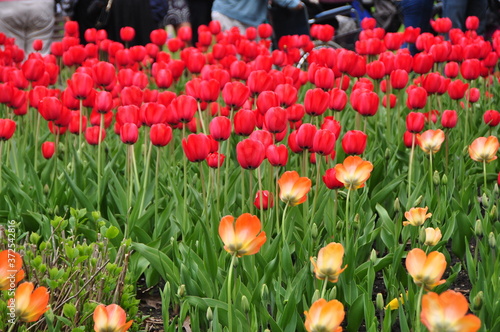 Tulips in a garden