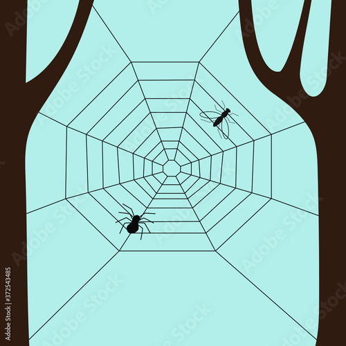 Spider web with a spider and a fly between trees against the sky