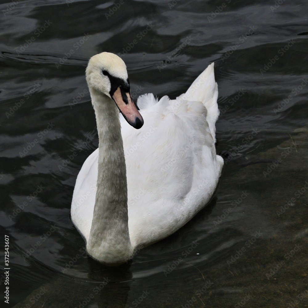 Obraz premium A view of a Mute Swan